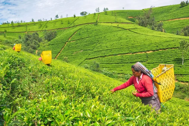 15979547 female worker at tea plantation nuwara eliya sri lanka 65c497d628c5d